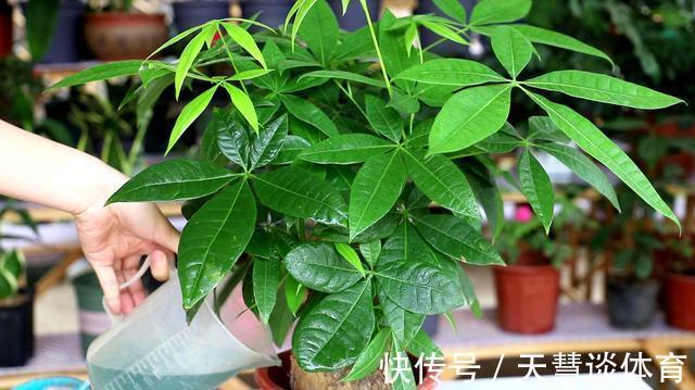 天气冷,六种花要“干养”,少水多晒才健壮,养成老桩更旺家