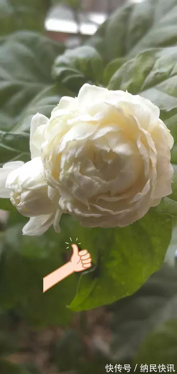 3种花是“醋坛子”,每周浇上1小勺,不烂根不黄叶,花开不停!