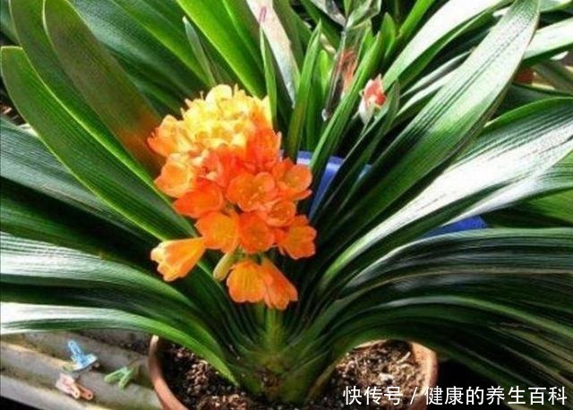 养护|想要君子兰长得快,做好这几个要点,不断长出新叶!