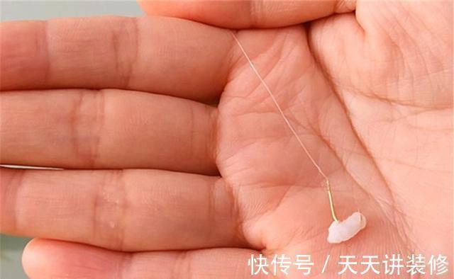 鲫鱼是最容易钓的,如果连鲫鱼都没钓到,需要在多个方面找原因