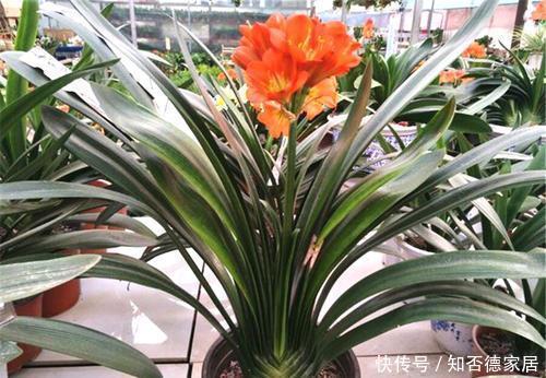  大白|养君子兰先养根，了解掌握3个要点，养出大白根，嗖嗖挤满盆！