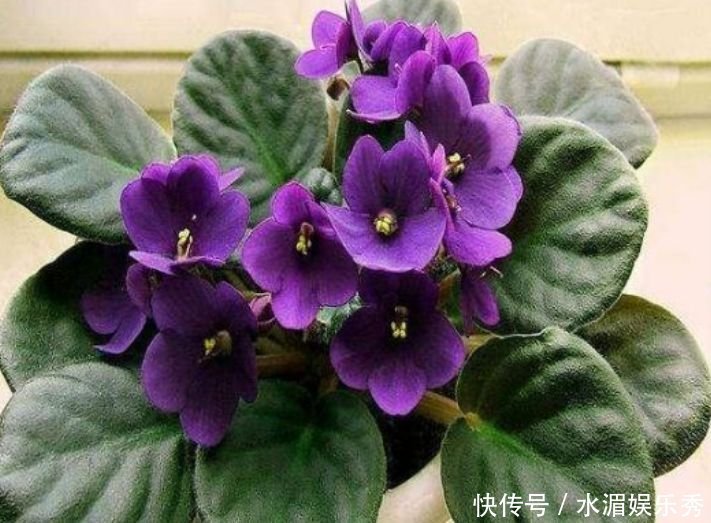 丽格海棠|4种花养了就爆盆,好养易活开花漂亮,日子越过越红火