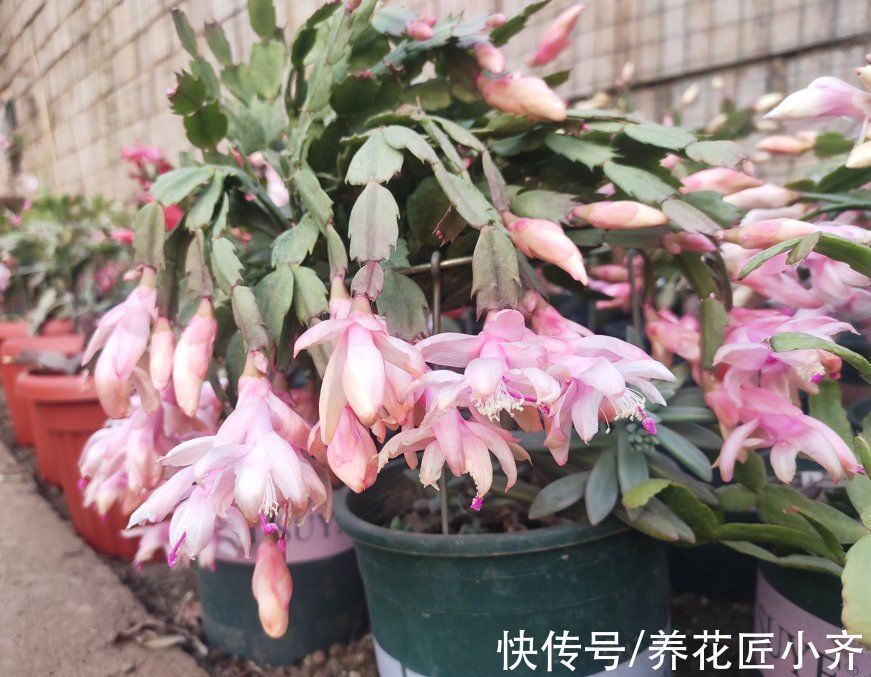 光照|蟹爪兰长出满头花苞,预防掉落有“4不”,做好一次开爆盆