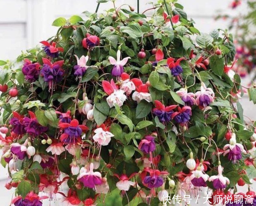 4种“超漂亮的花”，谁看见都想养，花开不断，美极了！