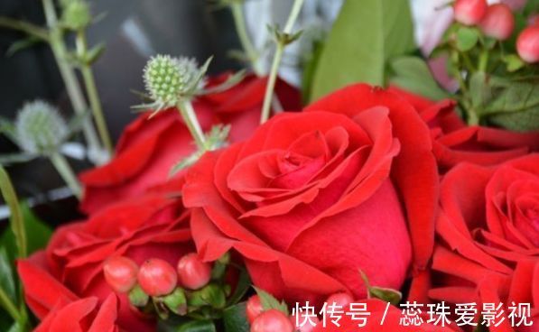 喜欢菊花,不如养盆优良玫瑰“卡罗拉”,花开红如焰火,绚丽典雅