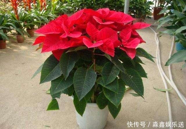 家里面不要养这几种花，老人的劝告，还是要听的