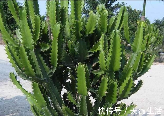 金钱树|客厅4种“耐旱”花,30天不浇水,反而爆盆,枝粗叶绿适合懒人