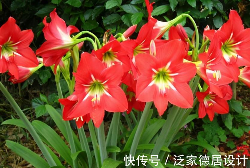 种球|正逢秋日养花好时节,买花就选这3款,一开大半年,开花量还大