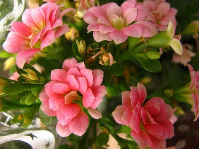 植株|养长寿花,“4步”来“叶插”,1盆变10盆,今年能“轻松”开满屋