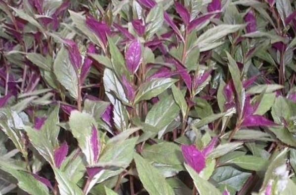 田間這四種野菜個(gè)個(gè)是寶，不僅能清熱解暑，而且還活血化瘀