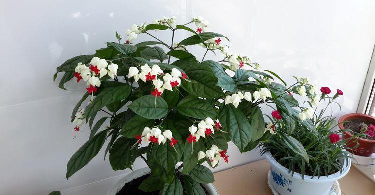 上档次|4种花养家里,漂亮好养上档次,满屋飘香,比香水还好闻