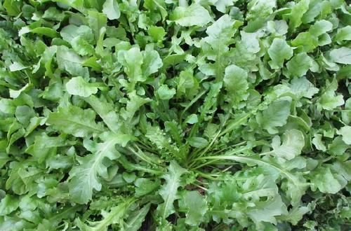 uv|3种食物是肝脏最爱，常吃养肝护肝还排肝毒，肝脏一天比一天好