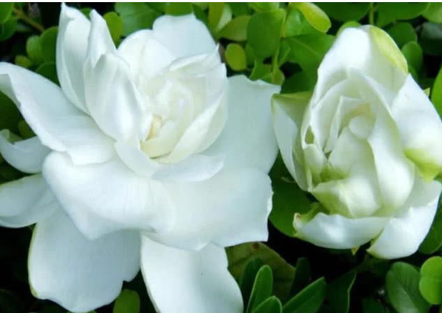 栀子花不开花做好3点,开花多得停不下来,拦都拦不住,爆满盆