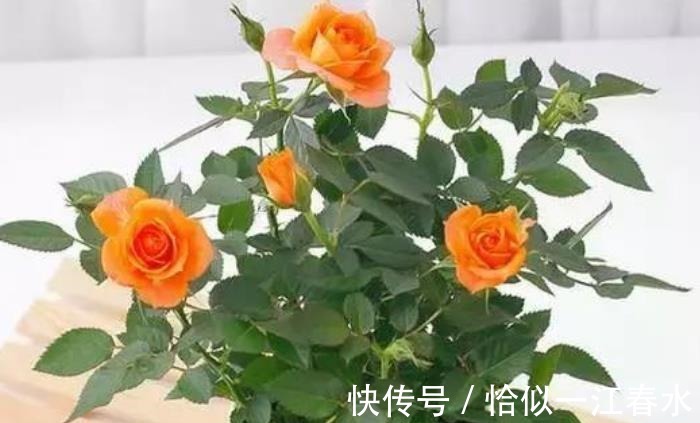 腐叶土|阳台养此款花，胜过月季，一年四季开花不断，新手也能养好