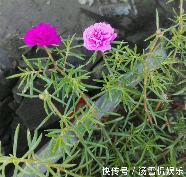 浇水|太阳花开花少有1个“小技巧”，开花量大10倍，秋天花儿开不停