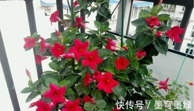 鸳鸯茉莉|9种花不用花钱买，掐根枝条插土里，2周即可生根，好养易成活