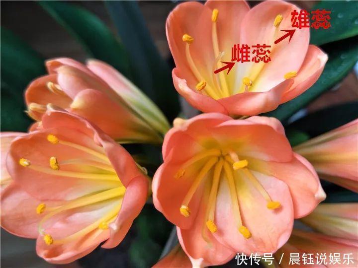 大户|3种花不用“扦插”，花开完等俩月，半年变成“养花大户”！