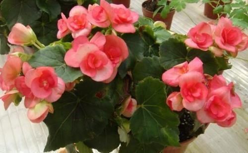 7月开始,4种花就怕“晒太阳”,想要叶色翠绿,这些细节你知道吗