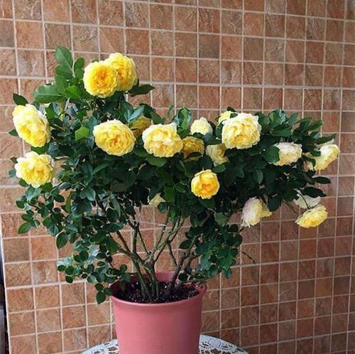  近期|近期最“火爆”的月季，开花量大，耐寒耐热，是月季中的开花机器