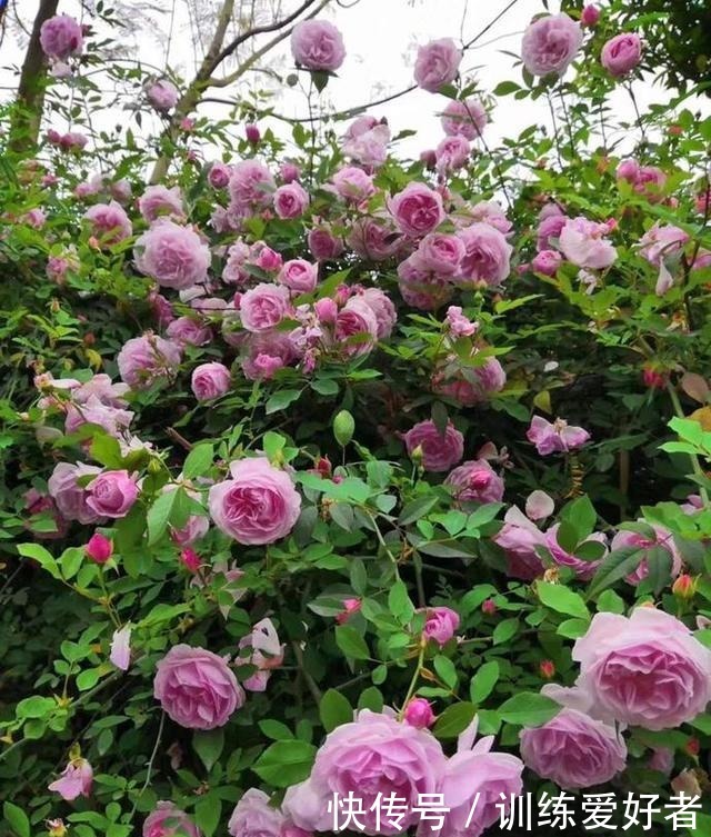 院子里种了13棵藤本月季，各有优缺点，到底哪种好！