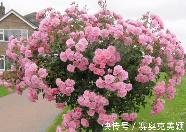 月季|想养花树没头绪?这三种花树,是公认的口碑好还“上档次”