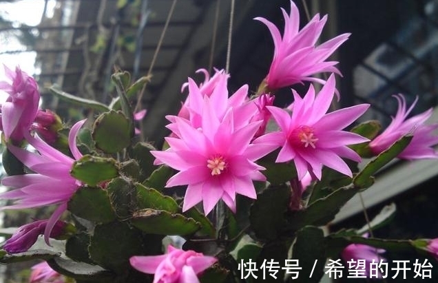 蟹爪兰开完花,做好3件事,快速服盆,开出满盆花!