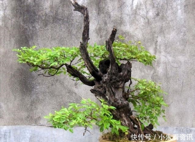 树桩|盆景不用买,野外3种常见树桩,做成盆景造型优美