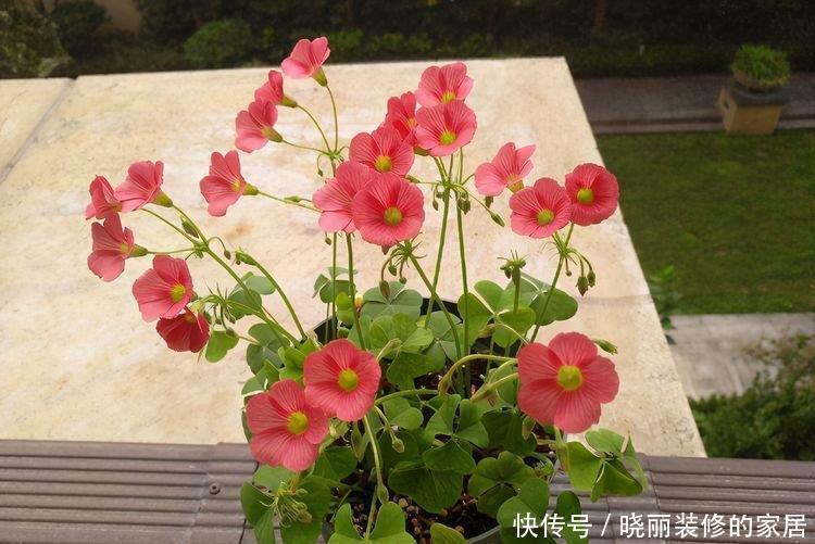 有一种漂亮的花,养起来很省心,花开热烈,年年开花一大盆