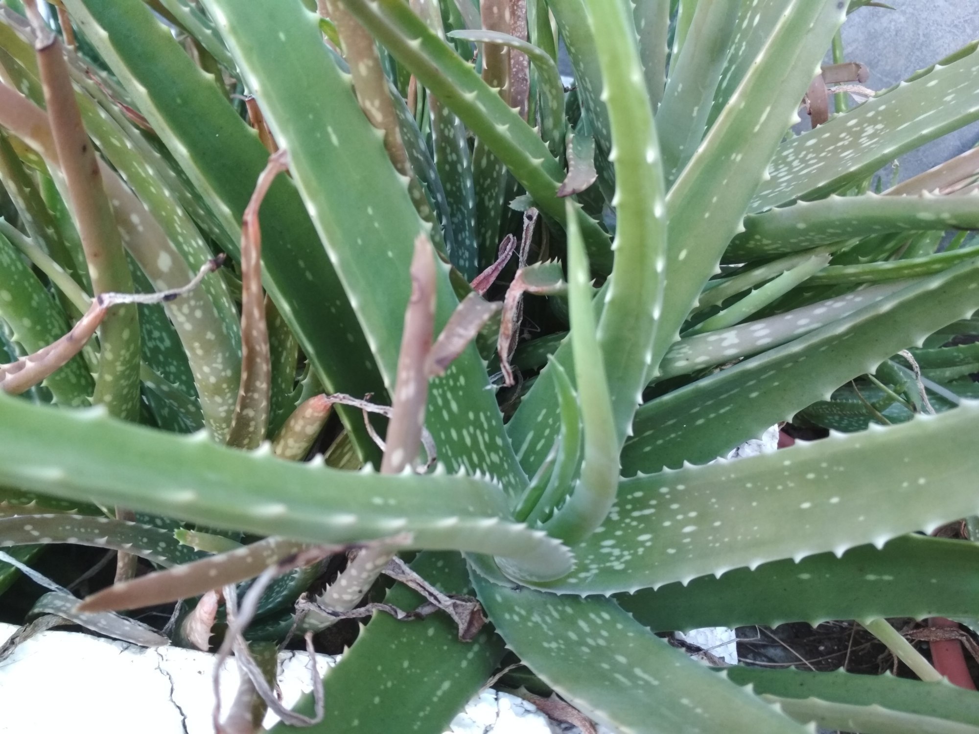 吊兰|新房净化空气5种花不容错过，好养活，吸收有害气体能力强