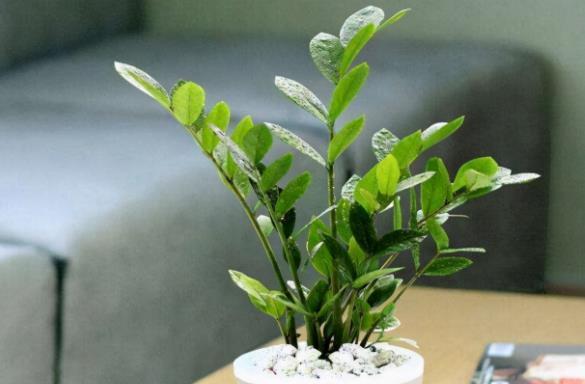 养花“三宝”:蛋壳、菜叶子、白醋,这些废弃物也能当肥料