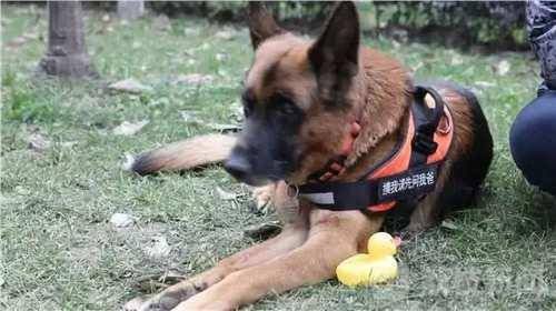 搜救犬|致敬英雄犬！汶川地震67只搜救犬全部离世