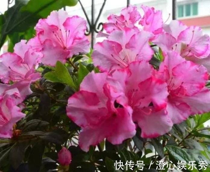 阳台|这几款花养在小院，花量大又好养，开花一茬一茬，阳台变浪漫花园