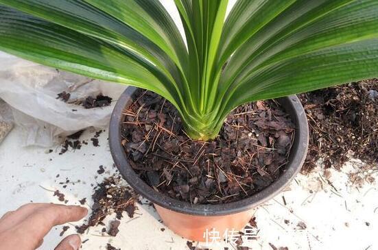 土壤|养君子兰,死记硬背5个要点,啥问题也没有,叶子油绿过年满花箭