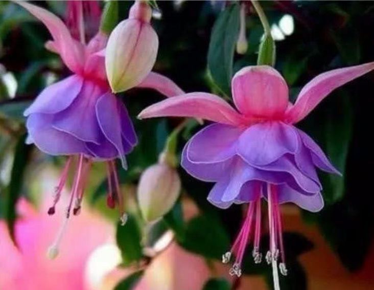 花卉|从5月23日开始,家养此款花卉,遇水就疯长,不怕养不活!