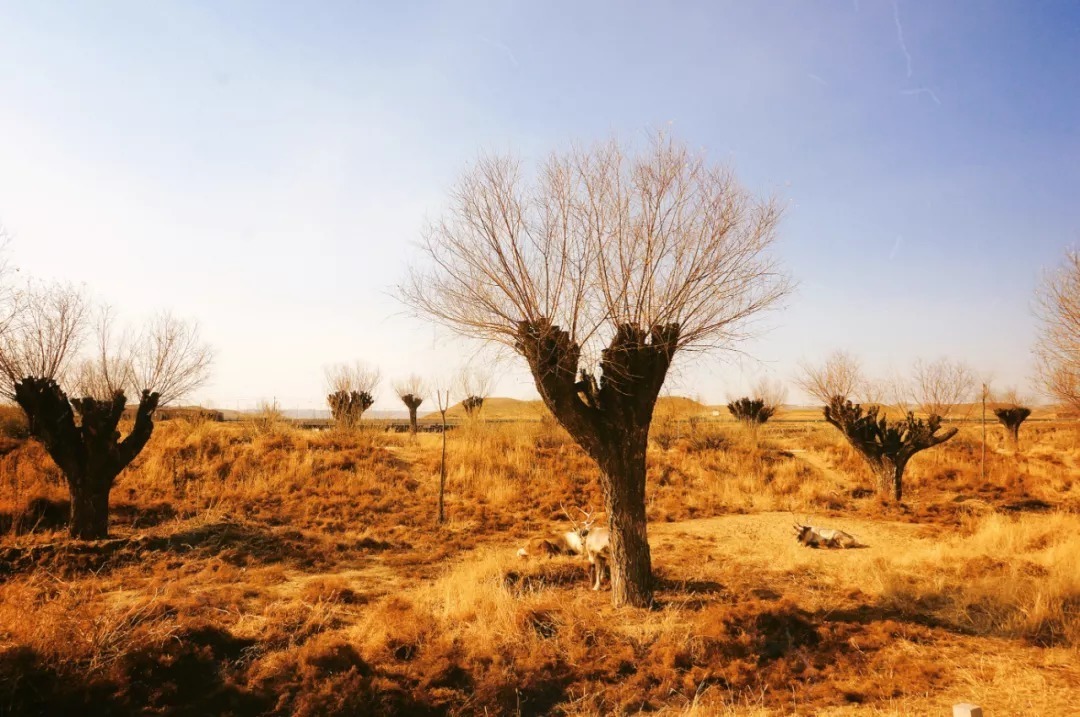 脚踏|一路银川,水洞沟遗址脚踏黄土来,机关四起藏兵洞