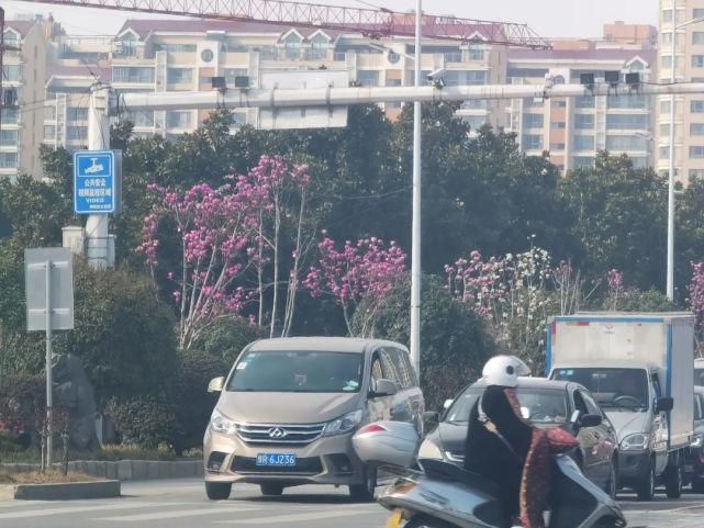 老年|玉兰花开，独山大道随手拍