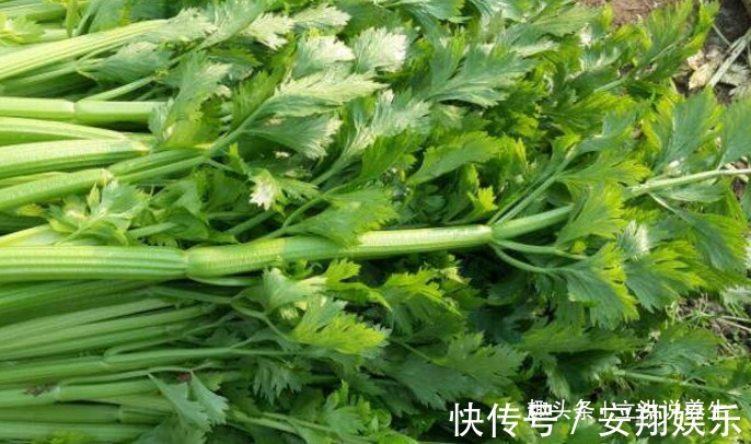 甲鱼|提个醒吃芹菜不能碰此物,吃了就是没病找病,现在知道还不晚