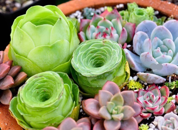 落叶|多肉总是掉叶片怎么办以下3个问题多注意,多肉叶片肥厚又健康