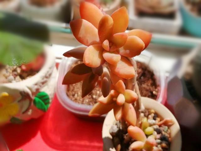 3种橙色多肉,各自用对养护方法,出状态后如阳光般灿烂明媚