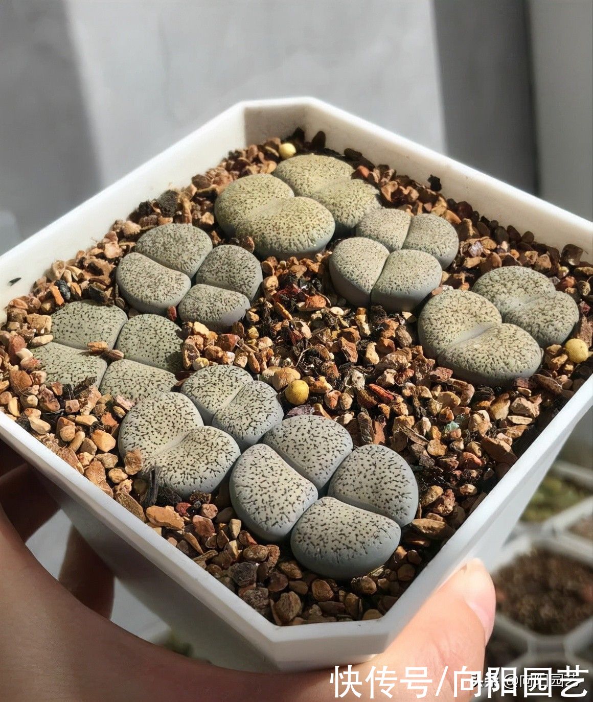 因素|番杏科多肉,养好它们,重点在配土,日照!2个因素缺一不可