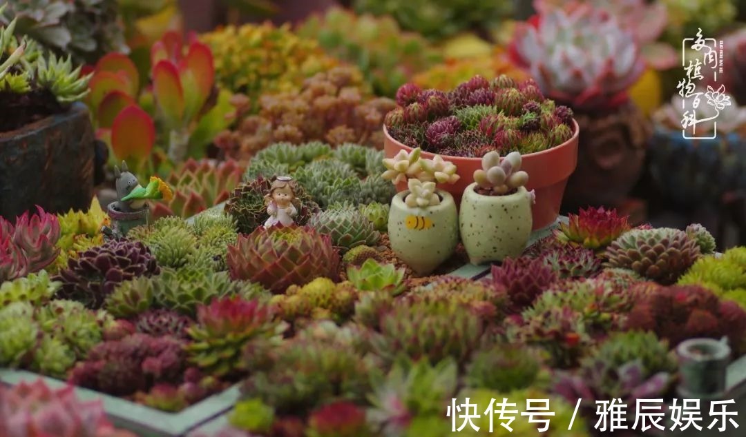 框子|这多肉拼盘这么仙!如何制作达人手把手教你制作长生草拼盘!