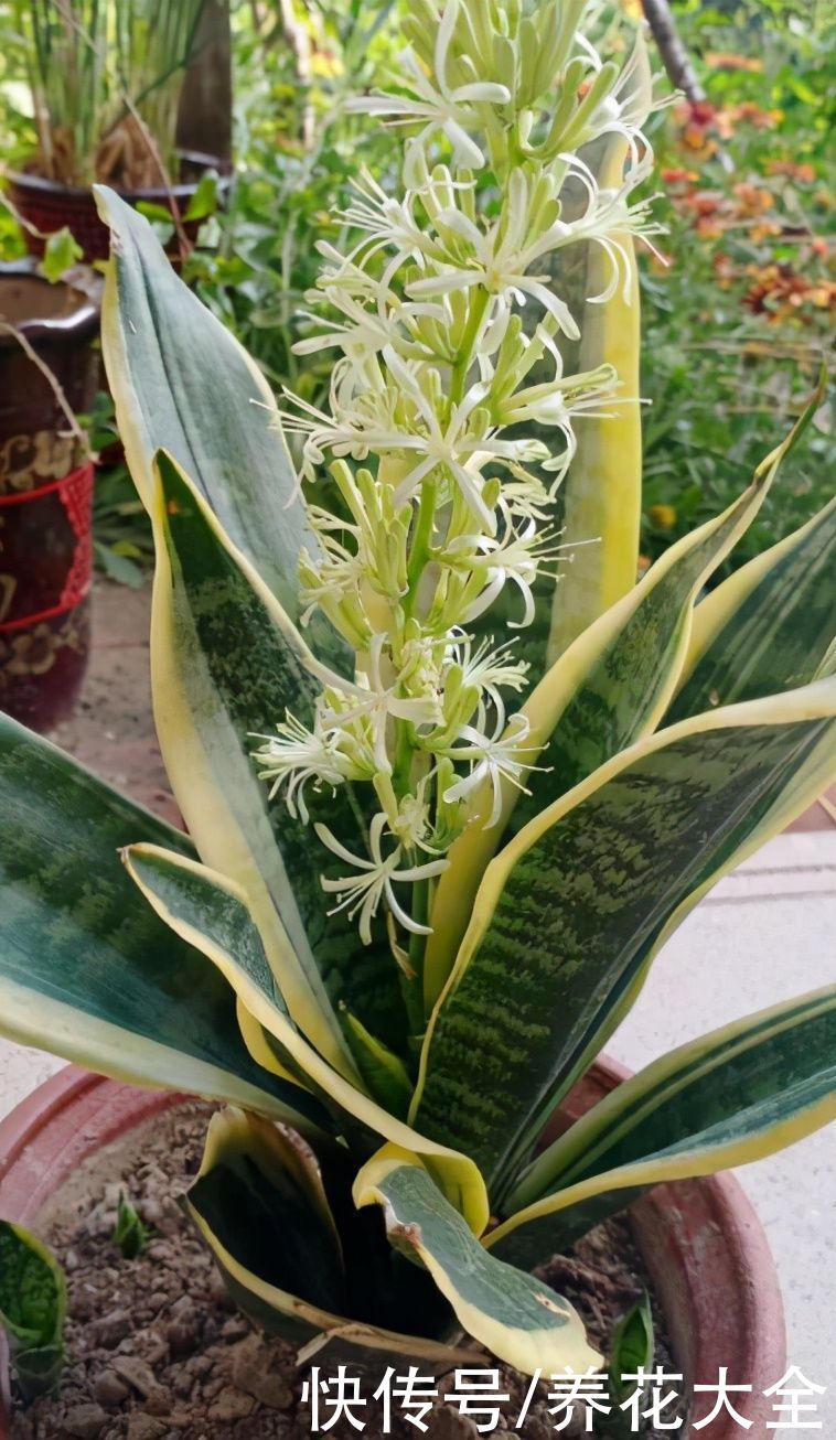 马蹄莲|不同生肖，幸运花也不同，你的幸运花是哪种