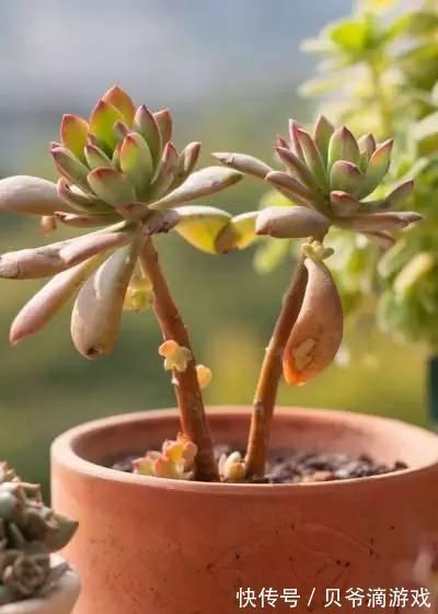 水和光多少是适量,50种常见多肉植物度夏攻略