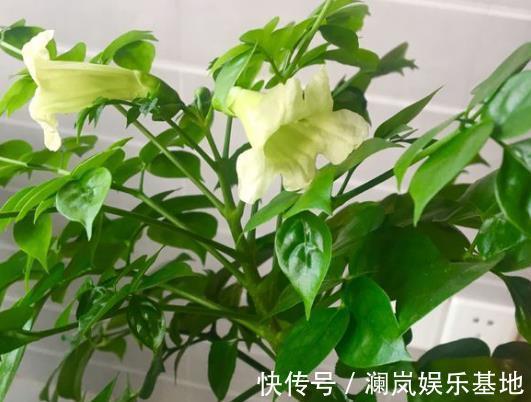 阳台上|3种“转运”树,再贵也要买1盆,放在客厅,有“保安康”的寓意!