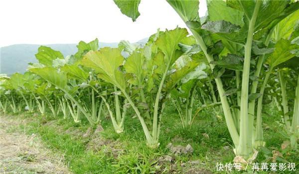 营养|南方“独有”的3种蔬菜,美味又营养,北方人想吃未必能买到
