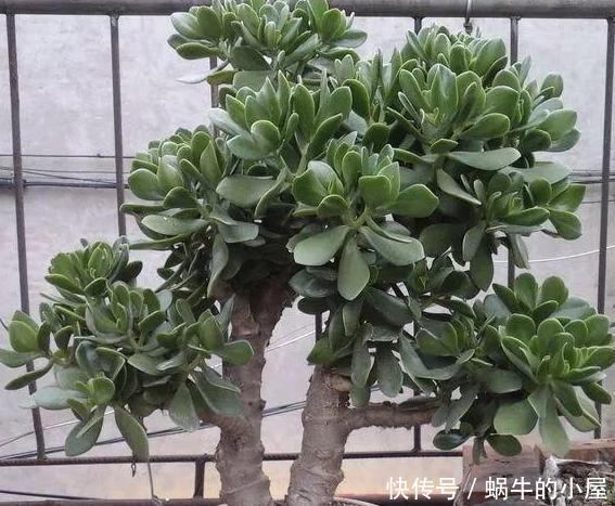 这5样多肉“有毒”,别搬回家养!