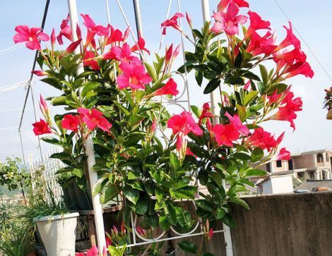 新手养花，不如养盆花中精品“土星王阳台”，丰腴优美，恬静文雅