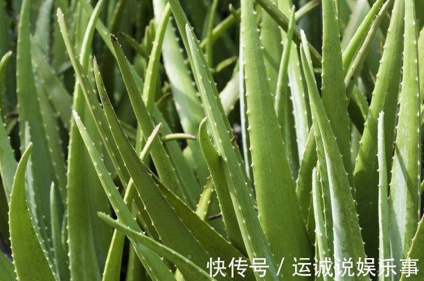 阳台上|3种花是“吸附甲醛”小能手,卧室客厅放几盆,天天都有好空气