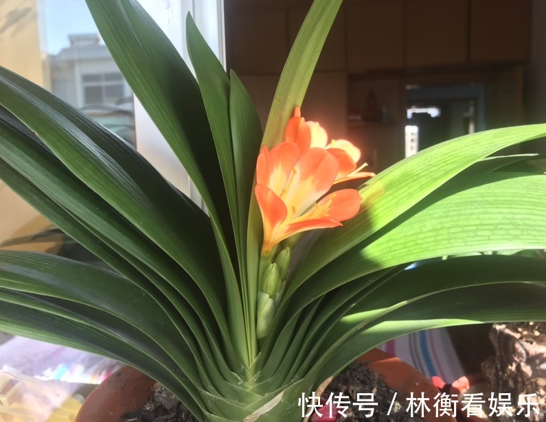 土君子兰|君子兰养了10年不开花,就是这个原因,看完就明白了!