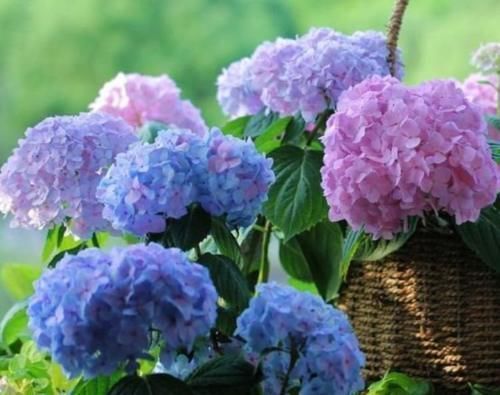 3种花“超好养”，不怕冷、不怕热，开花漂亮花期长！